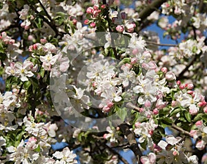 Apple tree in full bloom