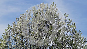 Apple tree in full bloom with white flowers.