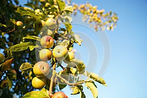 Apple tree full of bright apples. The most beautiful fruits hang unreachably high