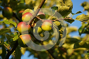 Apfelbaum voll aus klar Äpfel 