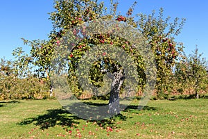 Apple Tree Full of Red Maine Apples