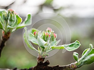 The Apple tree is gaining color and preparing to bloom. Young leaves and Apple buds close up on a blurry background