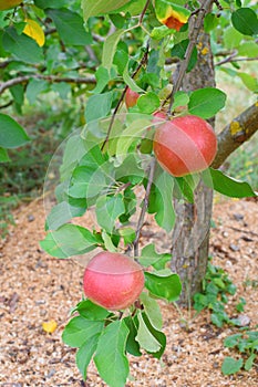 Apple tree in garden