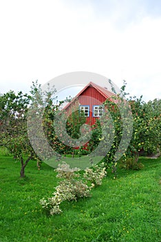 Apple tree garden