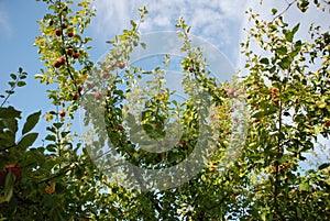 Apple tree in a garden