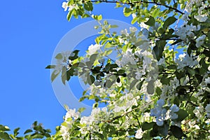 A lovely and romantic white blooming apple tree