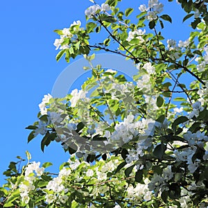 A lovely and romantic white blooming apple tree