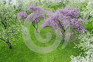 Apple-tree garden with pink and white blossoming trees in springtime. aerial photo