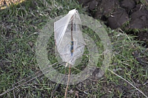 Apple tree grafting.