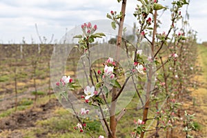 Apple tree Granny smith flower blossoming at spring time, floral background