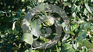 Apple tree with green apples in the garden.