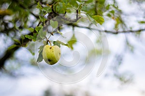 Apple in tree
