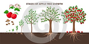 Apple tree growing stages -  botanical illustration in flat design isolated on white background. Apple tree life cycle from