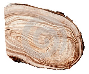 Apple tree growth rings on a white background