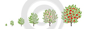 Apple tree growth stages. Fruit tree life cycle. Vector illustration.