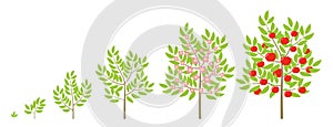 Apple tree growth stages. Fruit tree life cycle. Vector illustration.