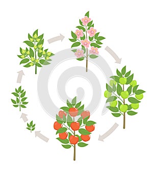 Apple tree growth stages. Vector illustration. Ripening period progression. Fruit tree life cycle animation plant