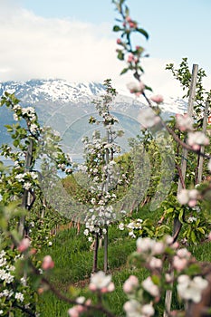 Apple tree in Hardanger, Norway