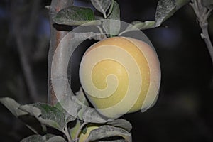 Apple on tree images