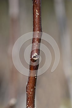 Apple tree Imperatore