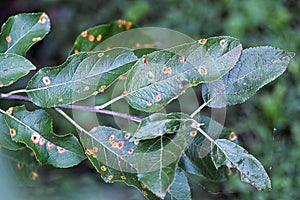 Apple tree infected with pear rust. photo