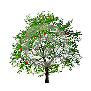 Apple tree isolated