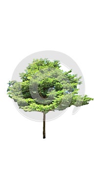 Apple Tree isolated on a white background