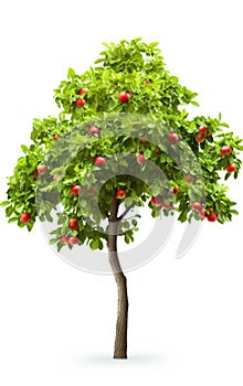 Apple tree, isolated white background, Suitable for use in design Decoration work