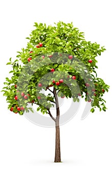 Apple tree, isolated white background, Suitable for use in design Decoration work