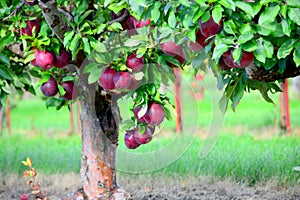 Apple Tree at Jonamac Orchard