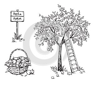 Apple tree with a ladder and a basket of ripe appples, apple farm vector illustration