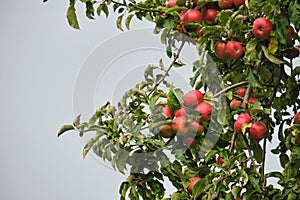 Apple tree laden with fresh red fruits