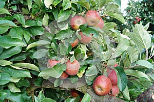 Apple tree in the old country
