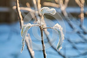 Apple tree leaves covered with frost