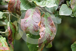 Apple tree leaves damaged by Cacopsylla mali syn. Psylla mali or Apple Sucker