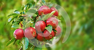 Apple, tree and leaves on orchard outdoor, nature and agriculture for sustainability, food and nutrition for health