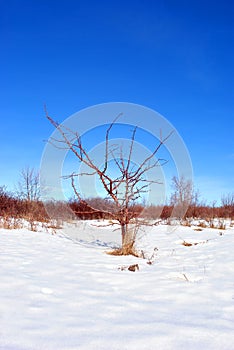 Apple tree without leaves on snowy meadow with bushes, winter landscape, blue sky