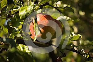 apple on a tree among the leaves under the sun