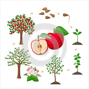 Apple tree life cycle from seeds to ripe red apples, tree growing from the soil infographic. Apple tree growth stages - vector