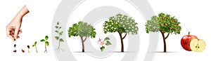 Apple tree life stage set with cultivation symbols realistic vector illustration