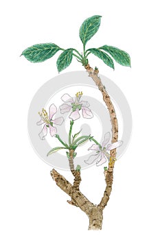The Apple tree Malus domestica, Malus pumila flowering twig bo photo