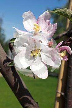 Apple Tree Malus domestica in spring garden.