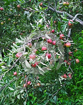 Apple Tree in Manali Himachal Pradesh India photo