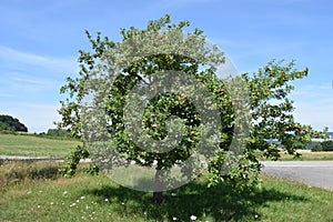 apple tree with many apples in summer