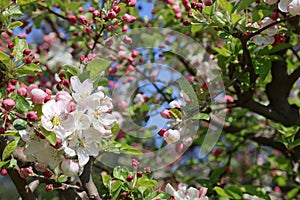 Apple tree with many white-pink flowers and buds