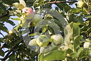 Apple tree with maturing