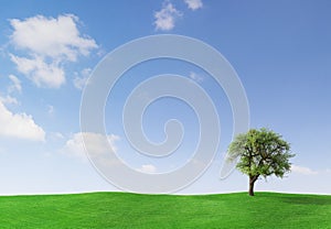 Apple Tree on a meadow