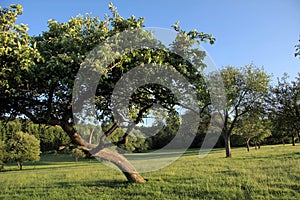 Apple tree on meadows