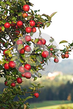 apple tree with mellow fruits on branch