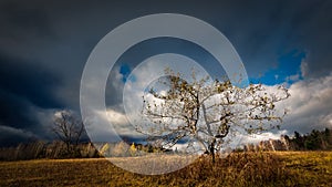 Apple tree in old apple orchard